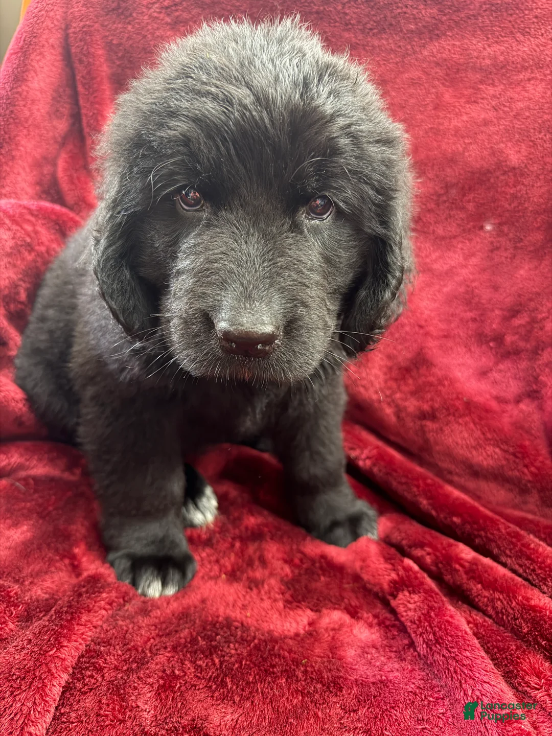Newfoundland dogs for sale: Newfoundland 5 - Ad 4