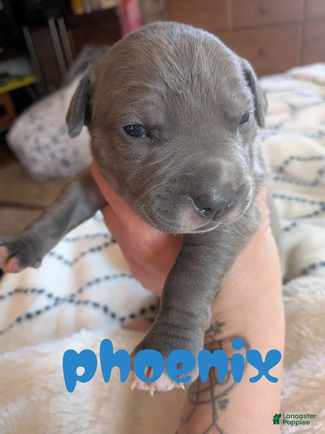 Mixed Breed dogs for sale: Phoenix - Ad 1