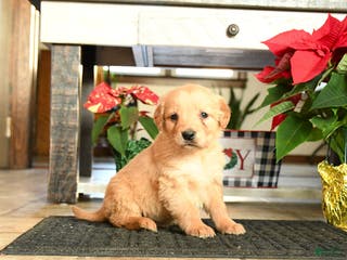 Golden Retriever dogs Randy - Ad 32