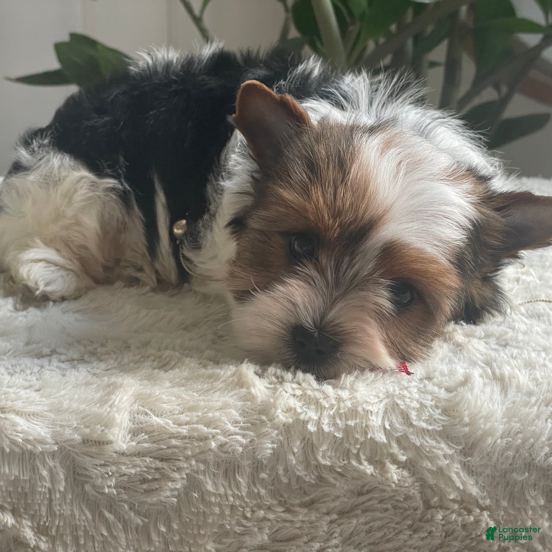 Biewer Terrier dogs for sale: Pippin - Ad 2