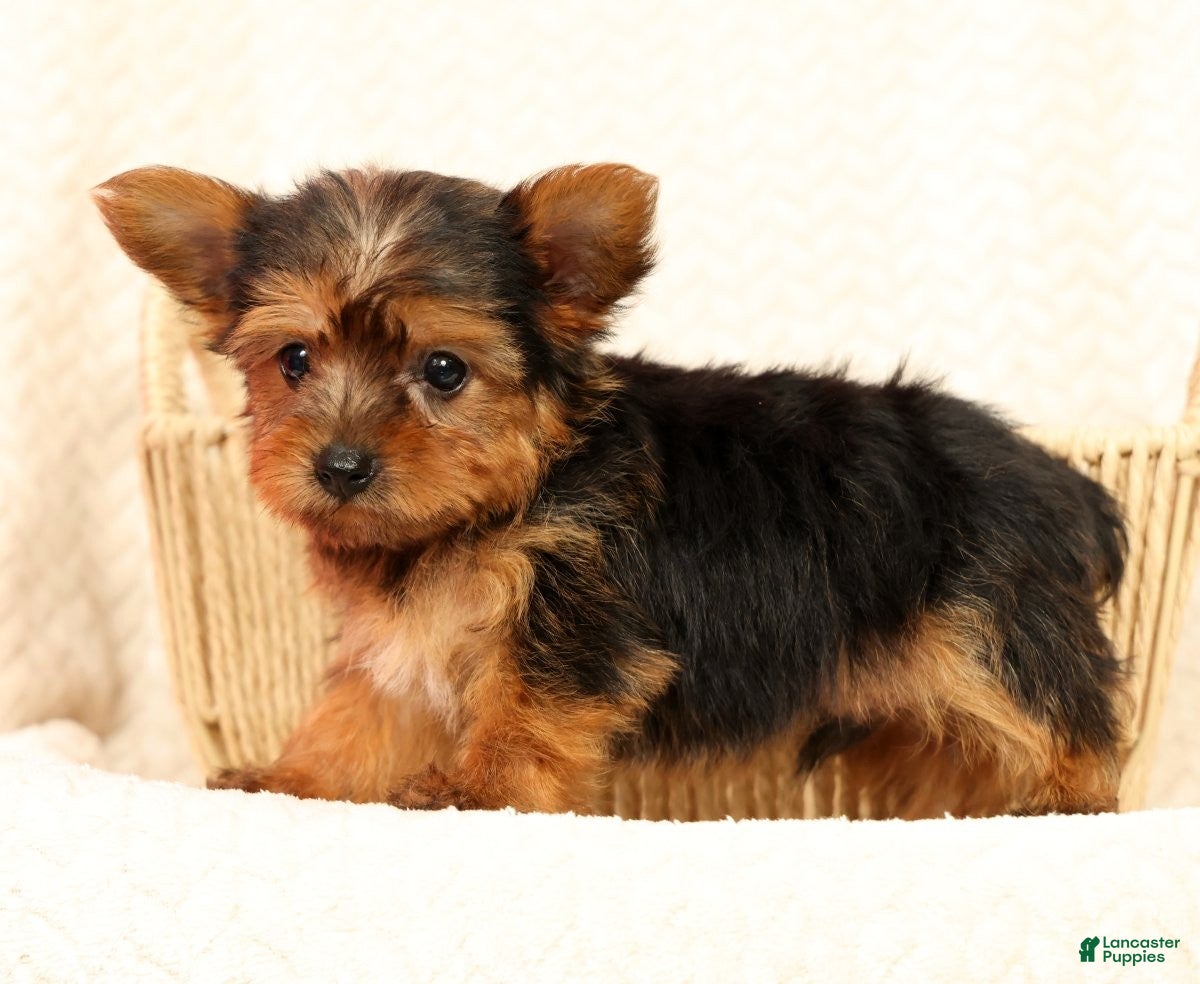 Yorkshire Terrier dogs Buddy - Ad 2