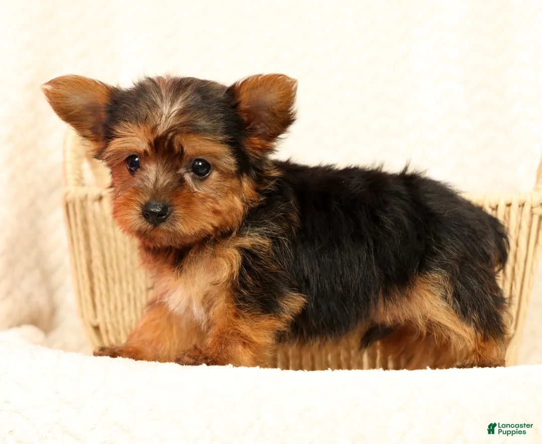 Yorkshire Terrier dogs for sale: Buddy - Ad 2