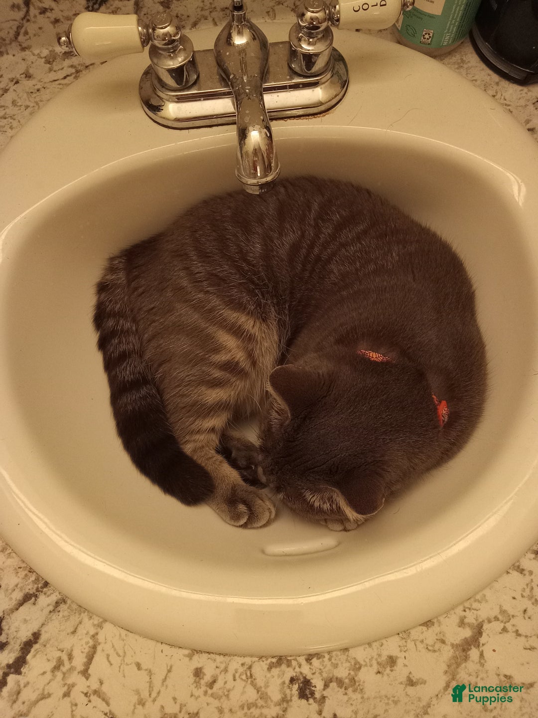 Mixed Breed dogs for sale: rosy - Ad 24