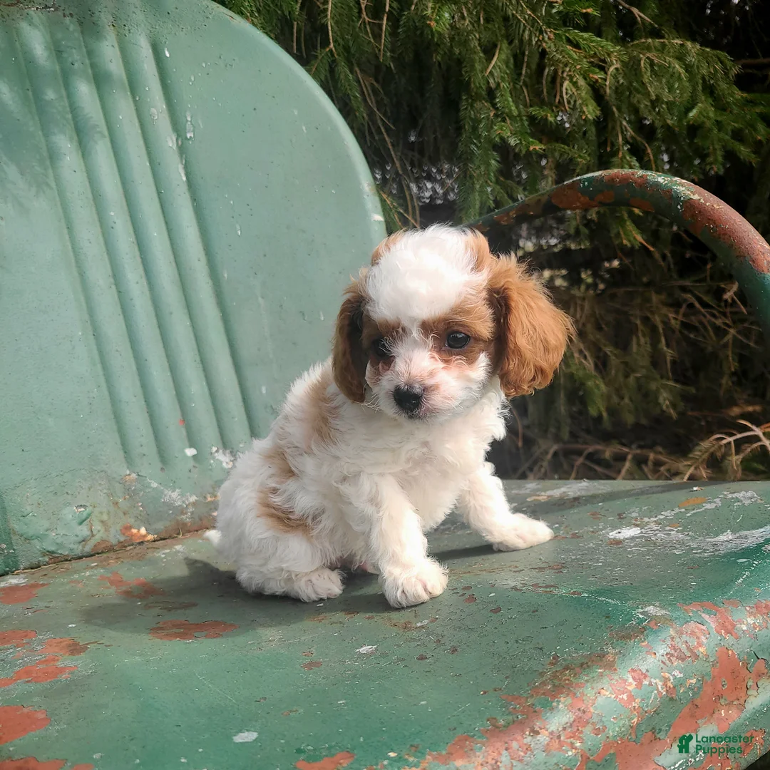Cavapoo dogs for sale: Bear - Ad 3