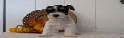 Miniature Schnauzer dogs for sale: Zeus - Ad 2