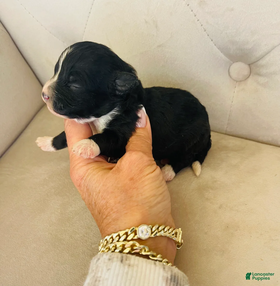 Bernedoodle dogs for sale: Pandora ❤️ Micro mini Bernedoodle female  - Ad 2