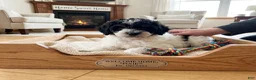 Miniature Poodle dogs for sale: Speckles - Ad 1