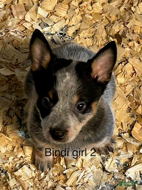 Australian Cattle Dog
