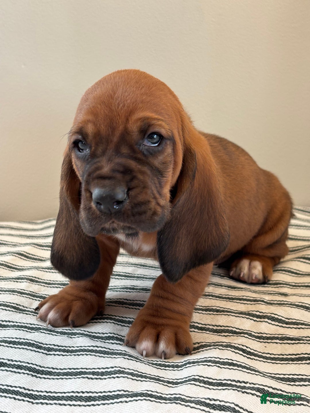 Basset Hound dogs for sale: Max - Ad 2