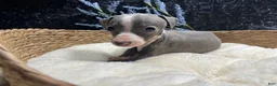 Italian Greyhound dogs for sale: Italian Greyhound 3 - Ad 4
