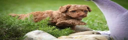 Miniature Poodle dogs for sale: Zena - Ad 5