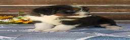 Mini Bernedoodle dogs for sale: Mini Bernedoodle 9 - Ad 3