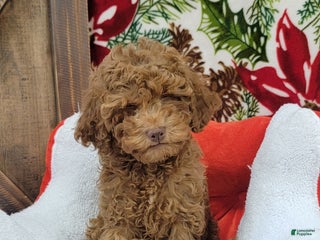 Cavapoo dogs Robbie - Ad 18