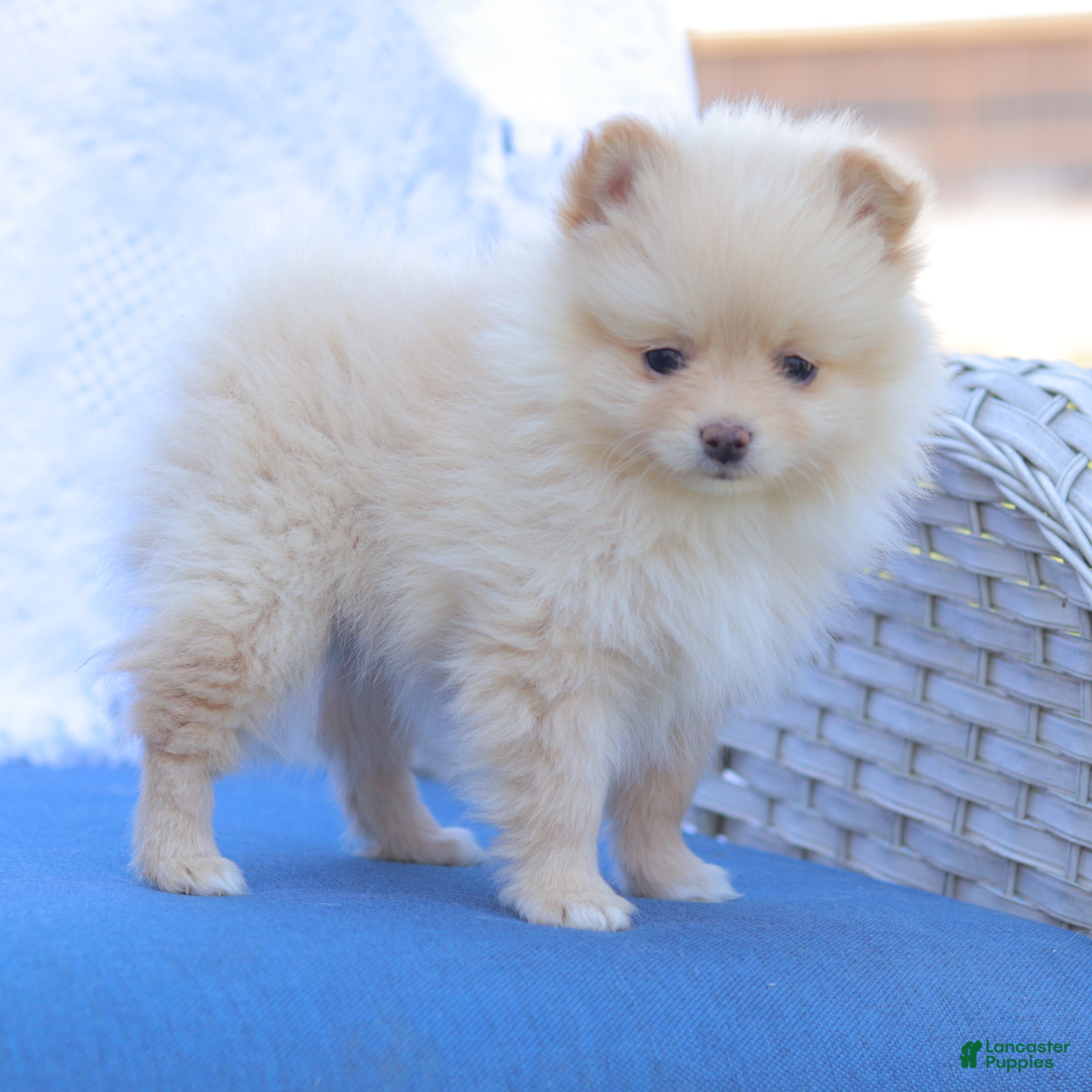 Pomeranian dogs Isabella - Ad 2