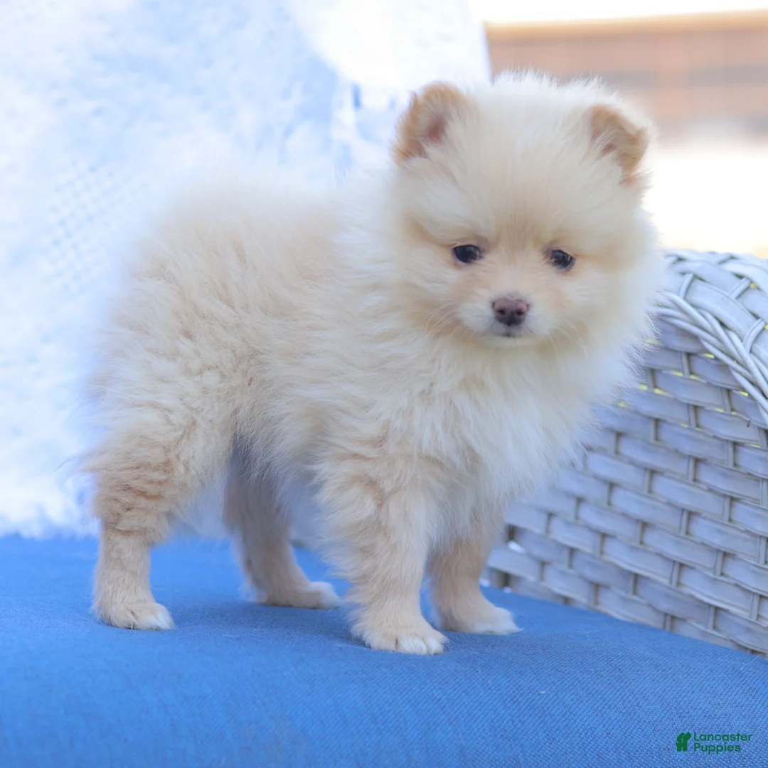 Pomeranian dogs for sale: Isabella - Ad 2