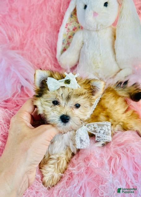 Morkie dogs Teacup Morkie 1 - Ad 12