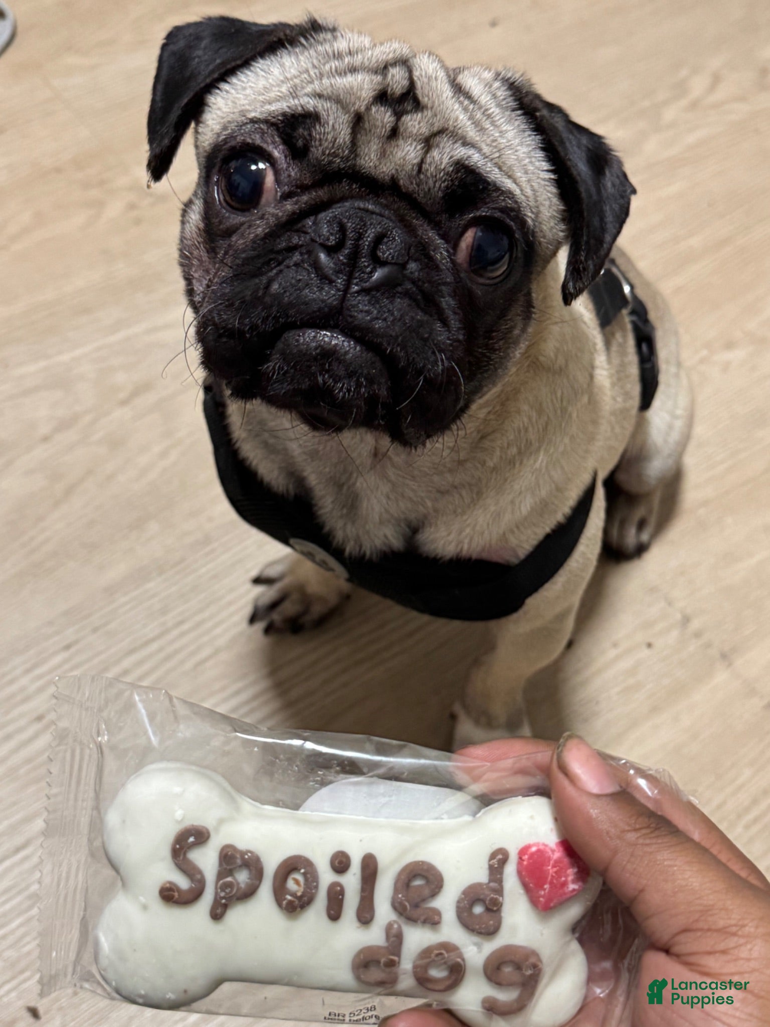 Pug dogs Pug litter - Ad 1