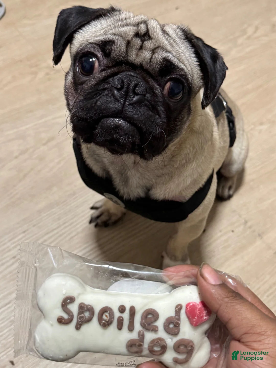 Pug dogs for stud: Pug litter - Ad 1