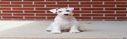 Miniature Schnauzer dogs for sale: Alex - Ad 10