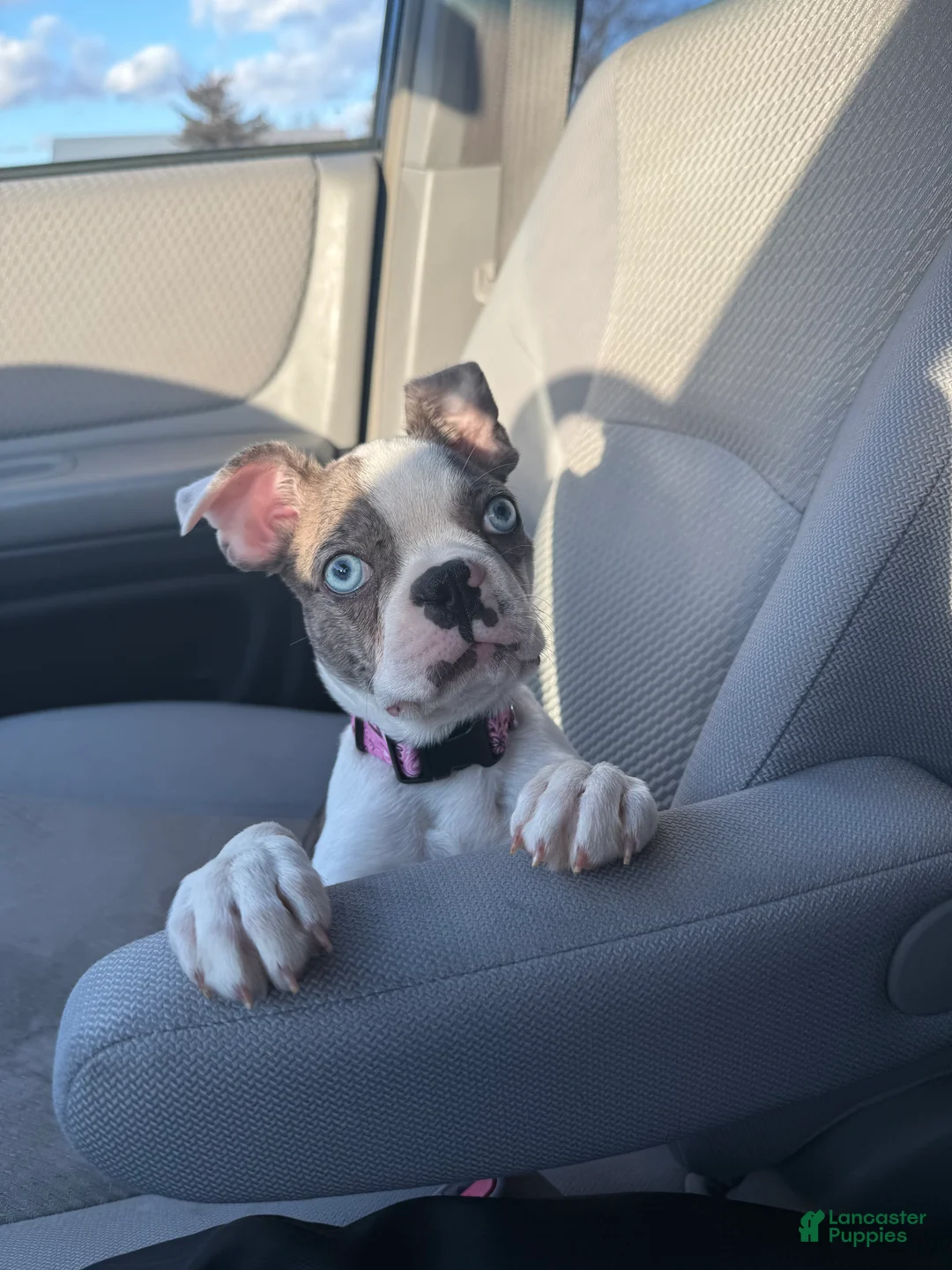 Boston Terrier dogs for sale: Boston Terrier Puppy 1 - Ad 1