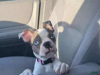 Boston Terrier dogs Boston Terrier Puppy 1 - Ad 29