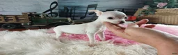 Chihuahua dogs for sale: Vanillas tiny white teacup girl. Hand Delivery  - Ad 3