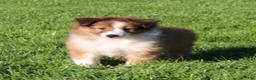 Shetland Sheepdog dogs for sale: Bruno Shetland Sheepdog Puppy  - Ad 3