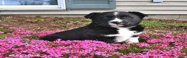 Stella
