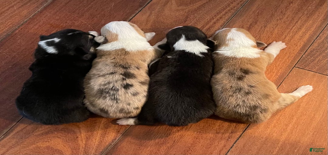 Gallery Image {{count}}