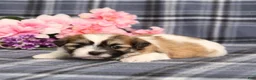 Teddy Bear dogs for sale: BJ's Rover - Ad 3