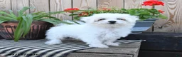 Mixed Breed dogs for sale: Otto - Ad 4