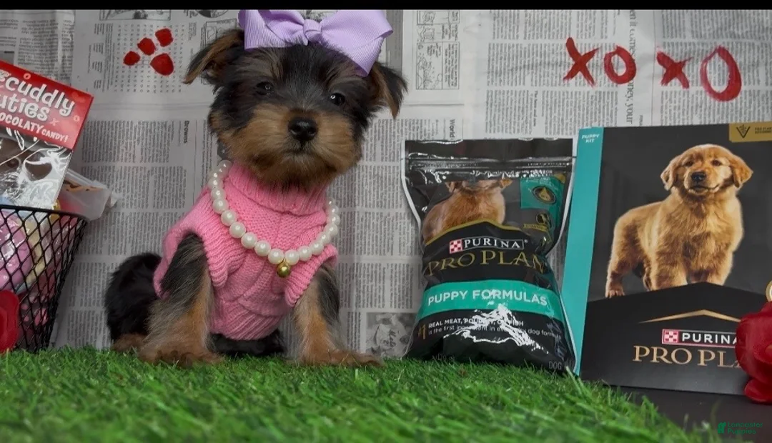 Yorkshire Terrier dogs for sale: Chloe - Ad 5