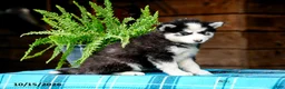 Pomsky dogs for sale: Ryan - Ad 8