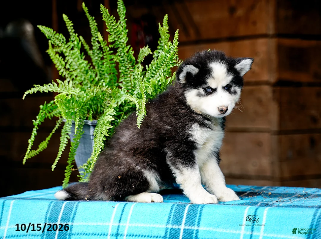 Pomsky dogs for sale: Ryan - Ad 8