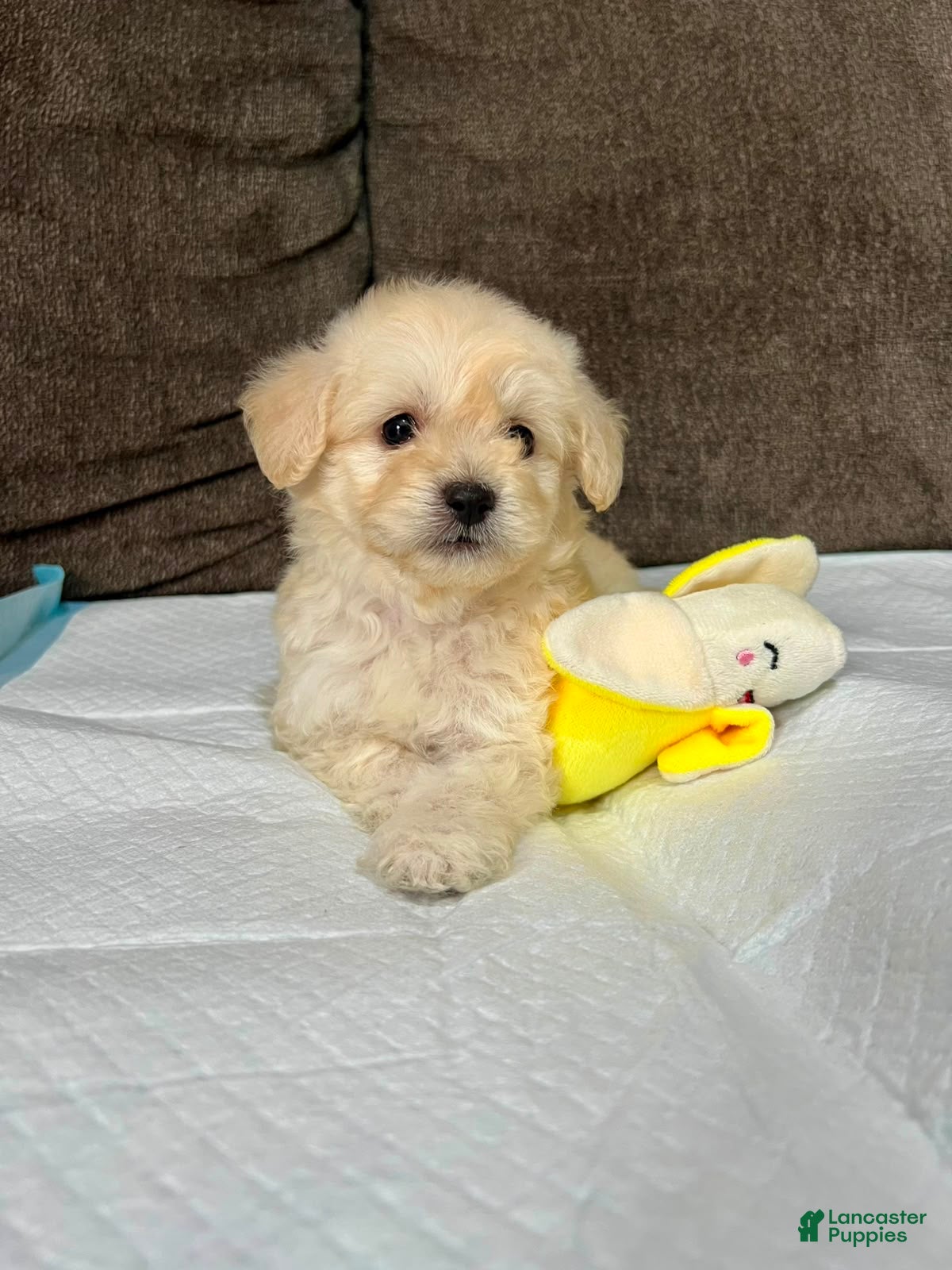 Maltipoo dogs Roy - Ad 2