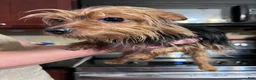 Yorkshire Terrier dogs for sale: Yorkshire Terrier Puppy 2 - Ad 5