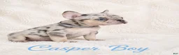 French Bulldog dogs for sale: Casper Boy - Ad 10