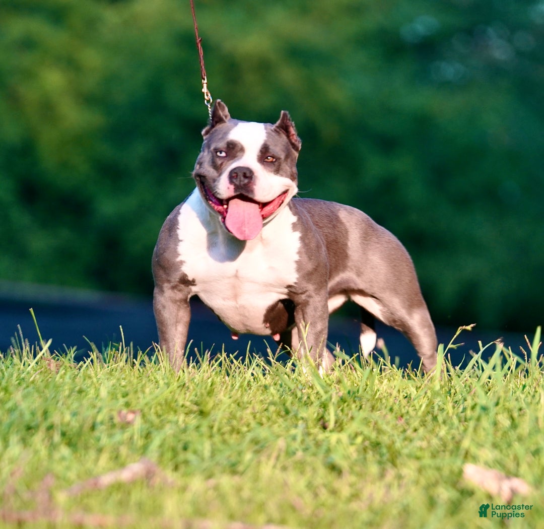 American Bully dogs for sale: American Bully Puppy 1 - Ad 9