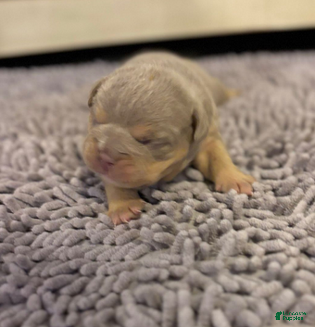 English Bulldog dogs for sale: Lola - Ad 3