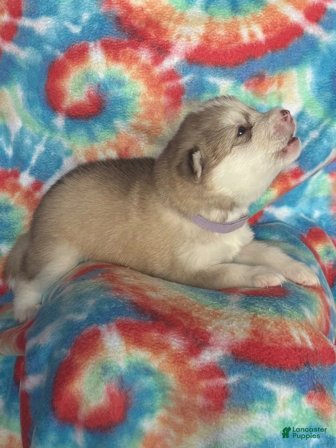 Alaskan Malamute dogs for sale: Alaskan Malamute 1 - Ad 2
