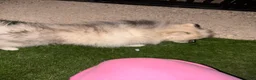 Pomeranian dogs for sale: Pomeranian Puppy 1 - Ad 2