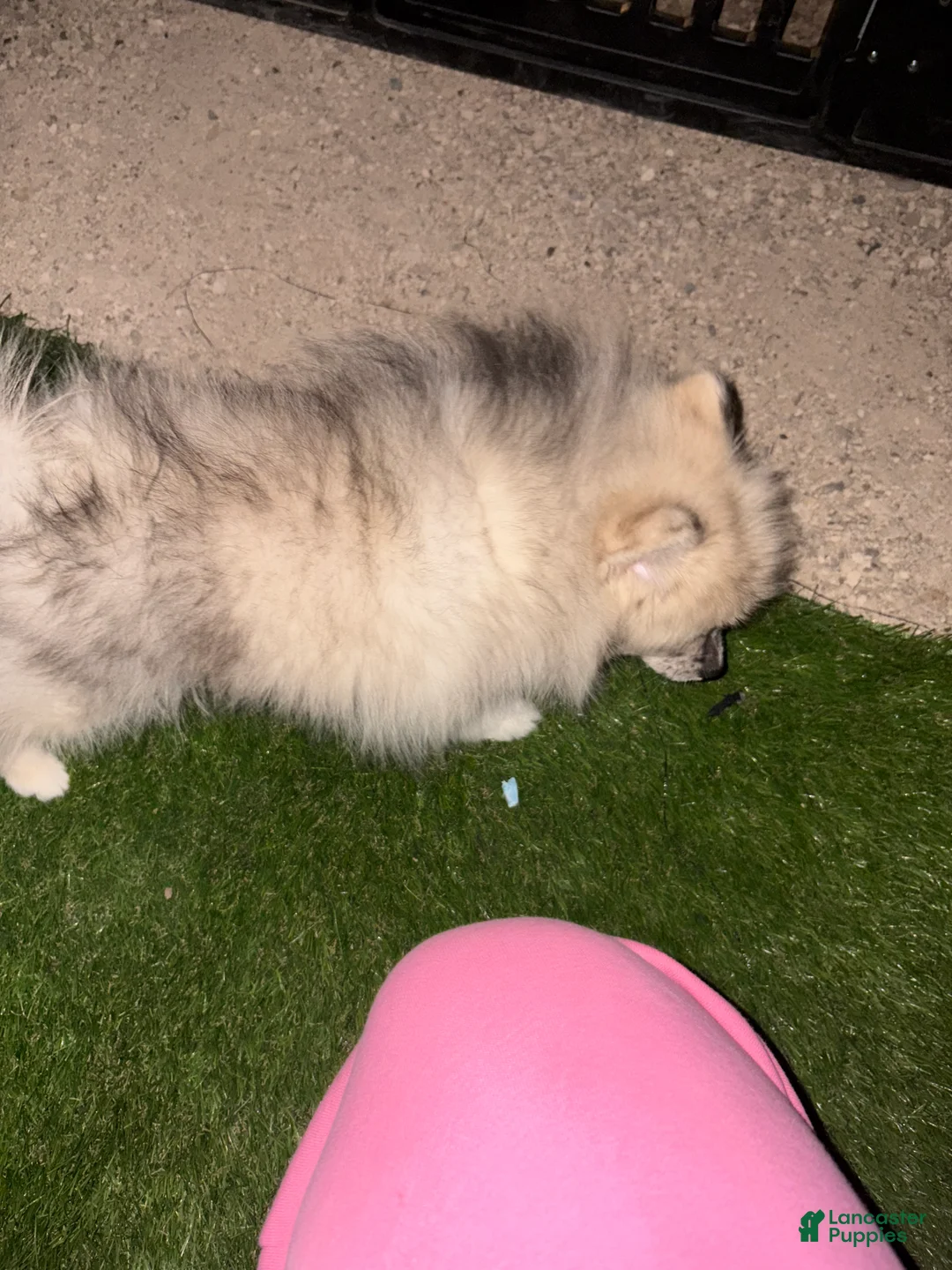 Pomeranian dogs for sale: Pomeranian Puppy 1 - Ad 2