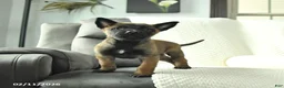 Belgian Malinois dogs for sale: Bandit - Ad 2