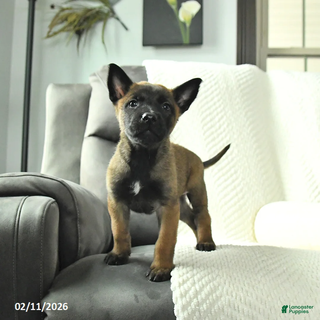 Belgian Malinois dogs for sale: Bandit - Ad 2