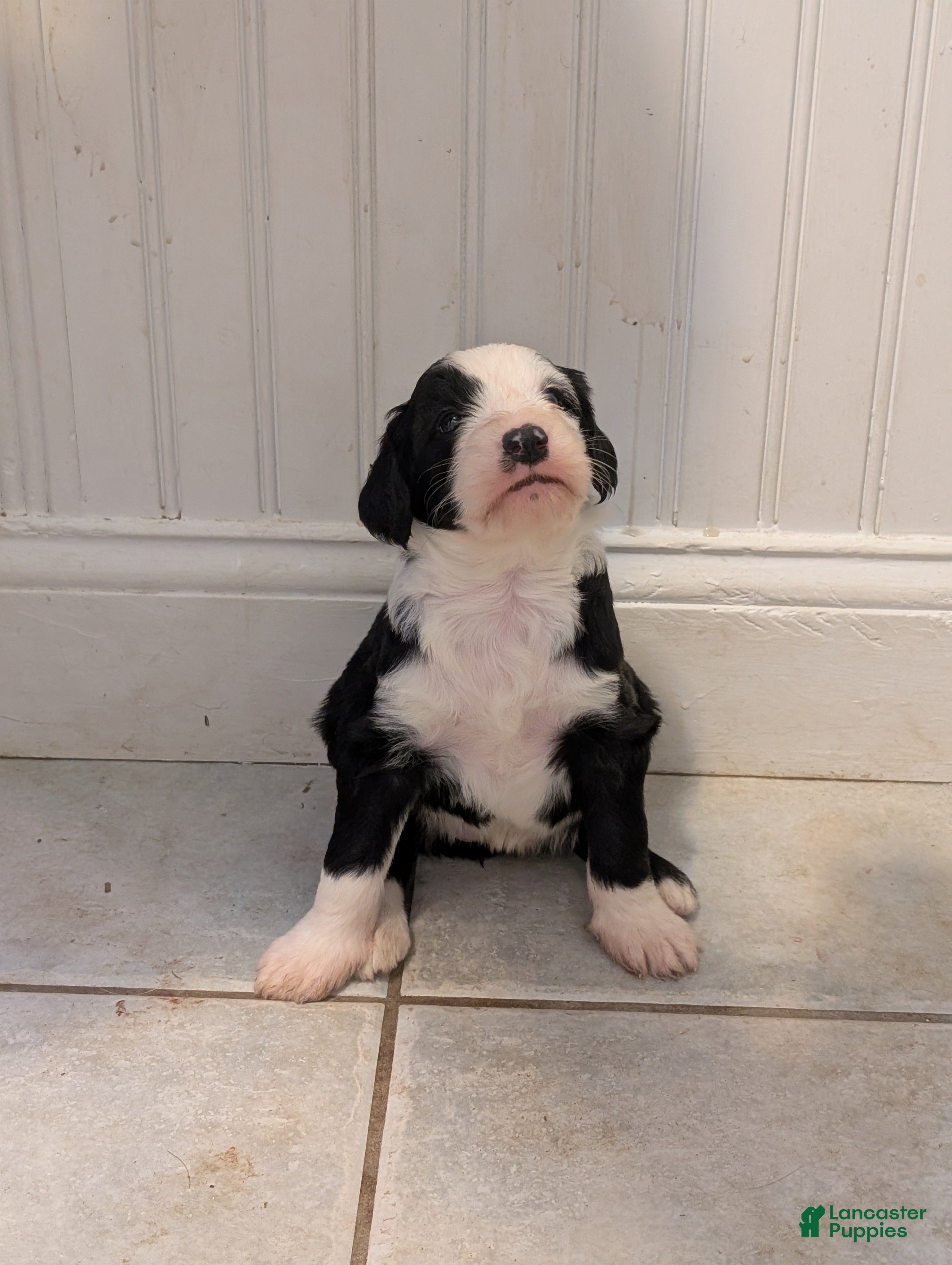 Sheepadoodle dogs Sheepadoodle Puppy 5 - Ad 5