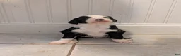 Sheepadoodle dogs for sale: Sheepadoodle Puppy 5 - Ad 1