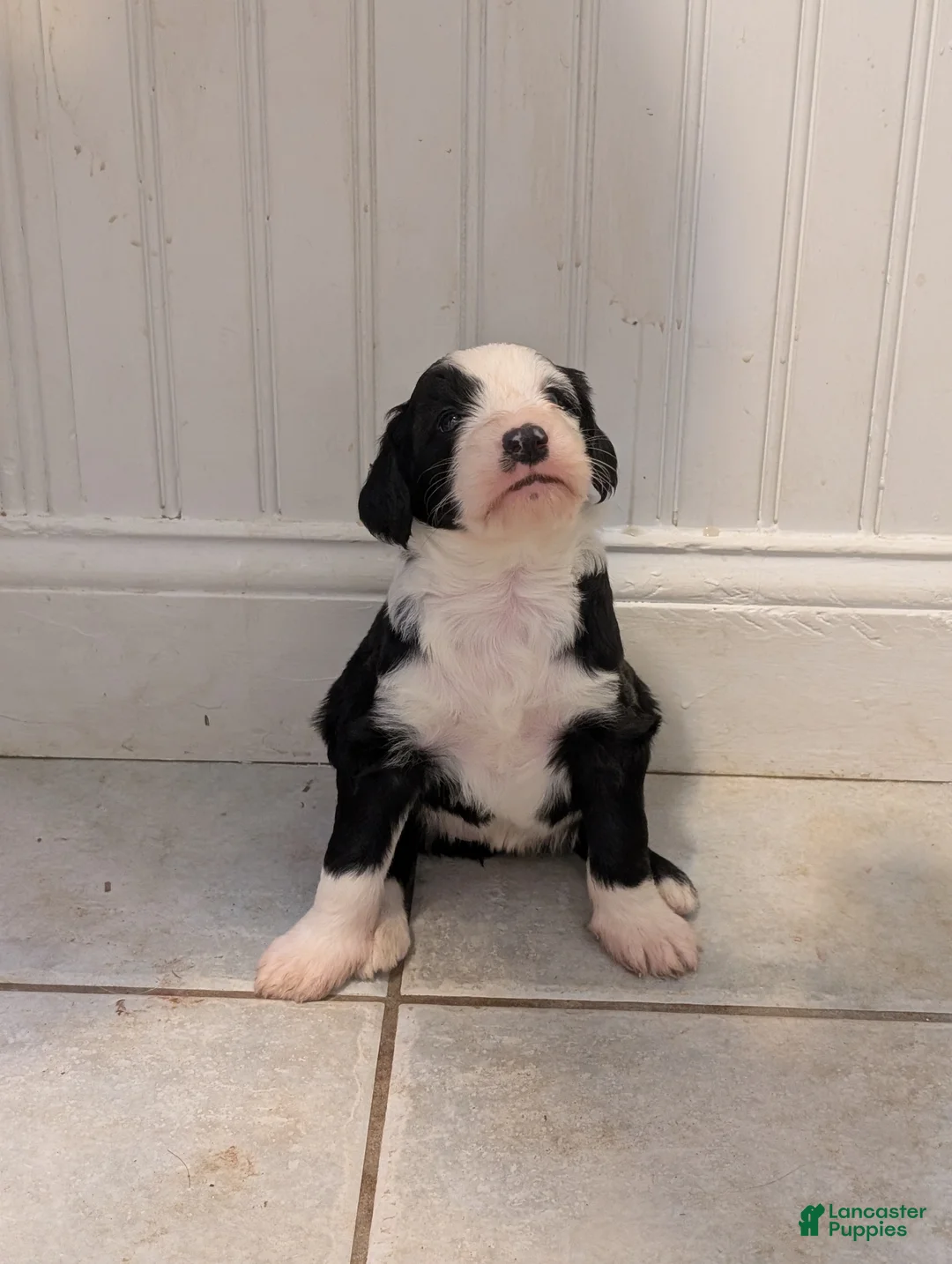 Sheepadoodle dogs for sale: Sheepadoodle Puppy 5 - Ad 1