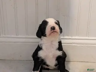 Sheepadoodle dogs Sheepadoodle Puppy 5 - Ad 3