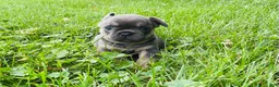 French Bulldog dogs for sale: Lacey - Ad 13