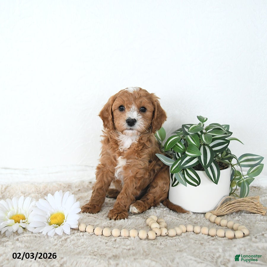 Mini Goldendoodle dogs Leo - Ad 2